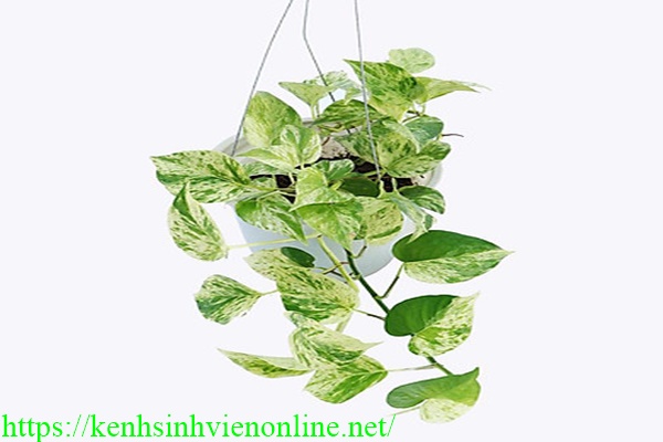 Trồng c&acirc;y trầu b&agrave; trong nh&agrave; vệ sinh
